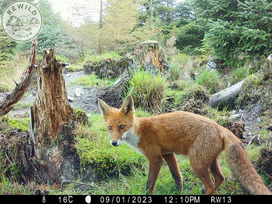 Feliz Navidad & Rewild Wicklow